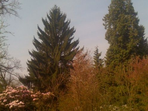 14-04-2010  Arboretum Kalmthout, Belgium