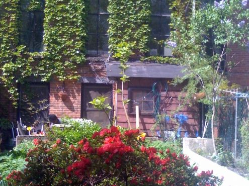 20-04-2010  Spring is bursting all over our garden in Brooklyn