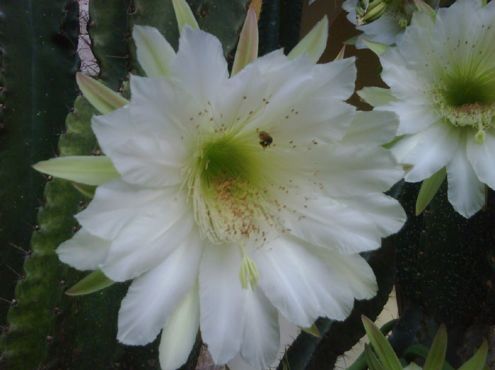 12-05-2011  Dama di Anochi- Dame of the Night. nightly cactus flower.
Cereus hexagonu. Flowers only  one night a year.

Photo: Cyslin Evertsz-Maduro
