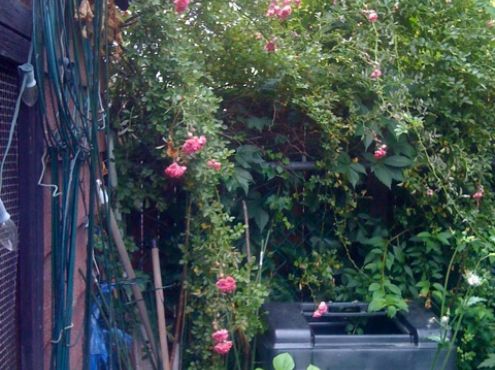 22-06-2011  Onze tuin