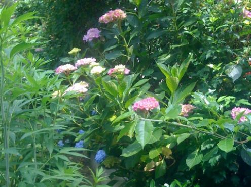 22-06-2011  Hortensia's in onze tuin