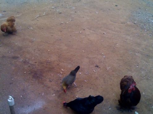 30-03-2009  Chickens in Cura ao