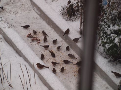 31-12-2009  Sparrows in our garden on New Year's Eve