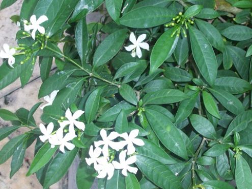 25-11-2009  Tropical flowers